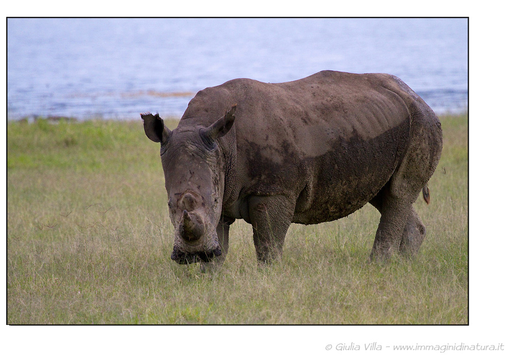 Rinoceronte bianco - Ceratotherium simum